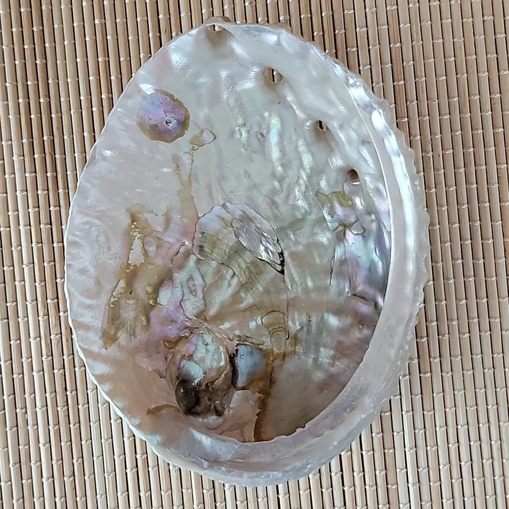 Abalone Shell - Picture 1 of 5
